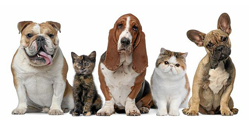 Pets To Go offers a varity of services to pets and their future family.