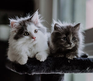 Snowball and Sally are available for adoption at Pets To Go.